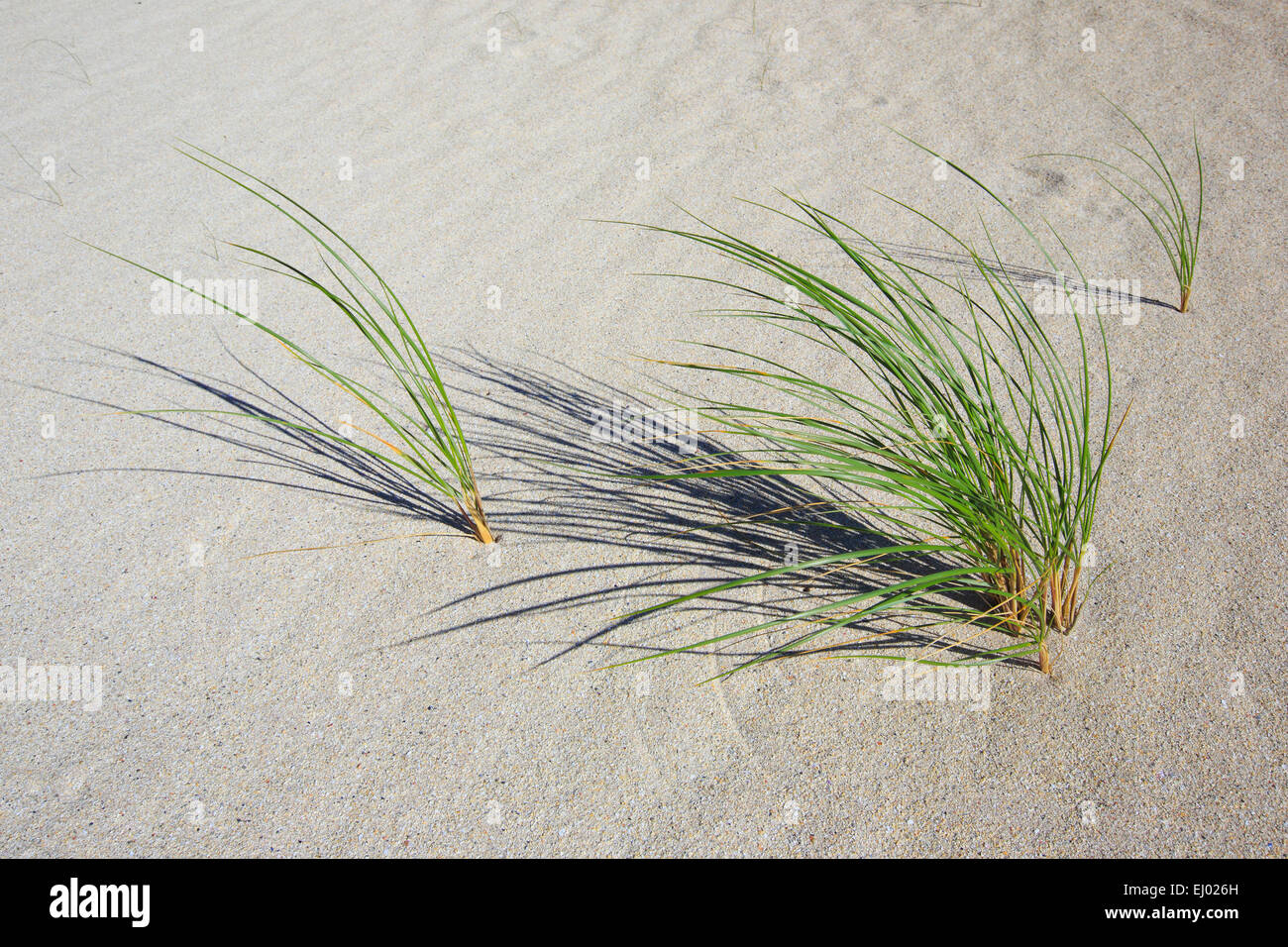 Bundle, ciuffo, dettaglio, dune erba, dune, fasci di erba, Gran Bretagna, highlands, sfondo, costa, vegetazione costiera, mare, mare Foto Stock