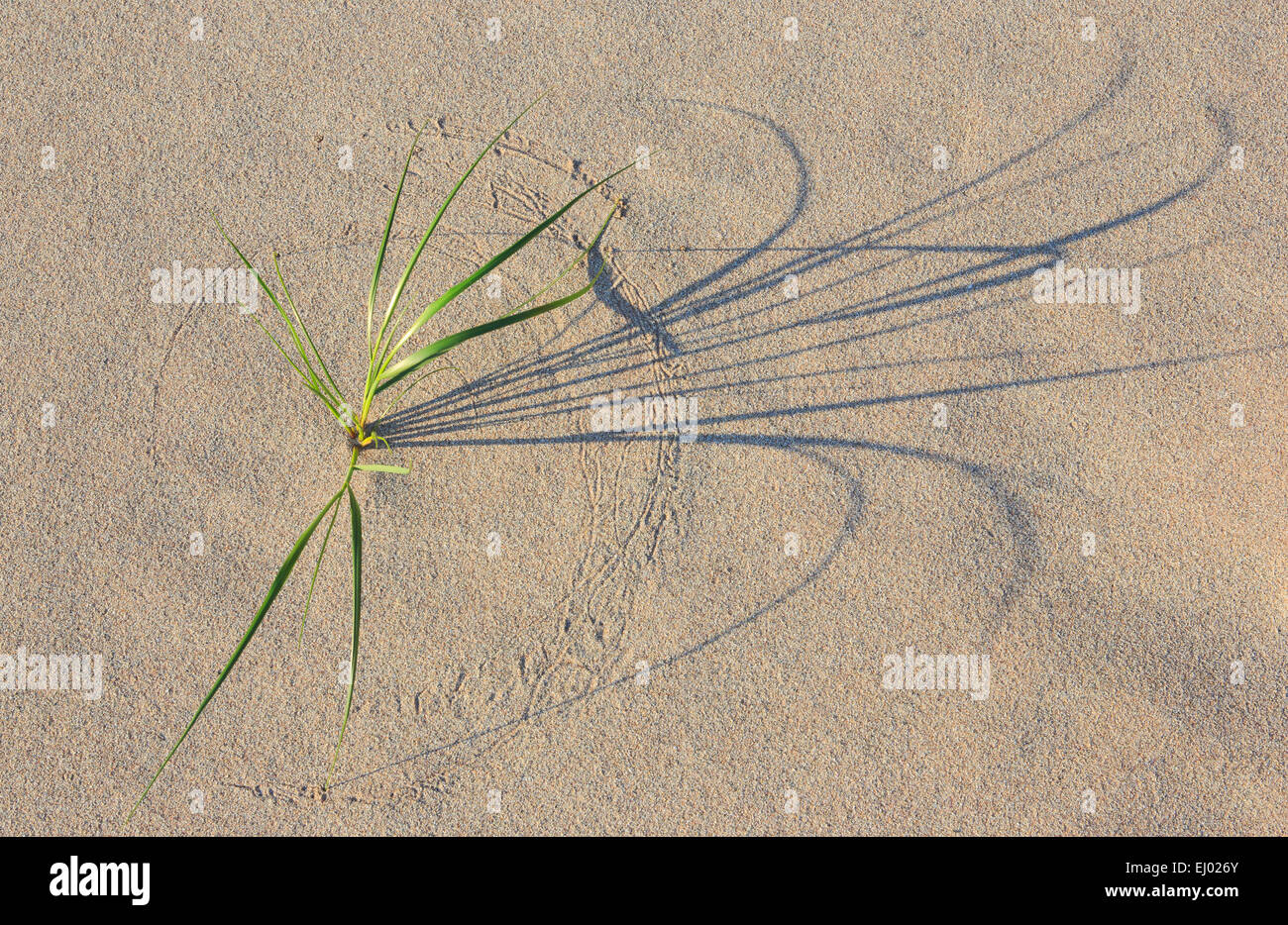 Bundle, ciuffo, dettaglio, dune erba, dune, fasci di erba, Gran Bretagna, highlands, sfondo, costa, vegetazione costiera, mare, mare Foto Stock
