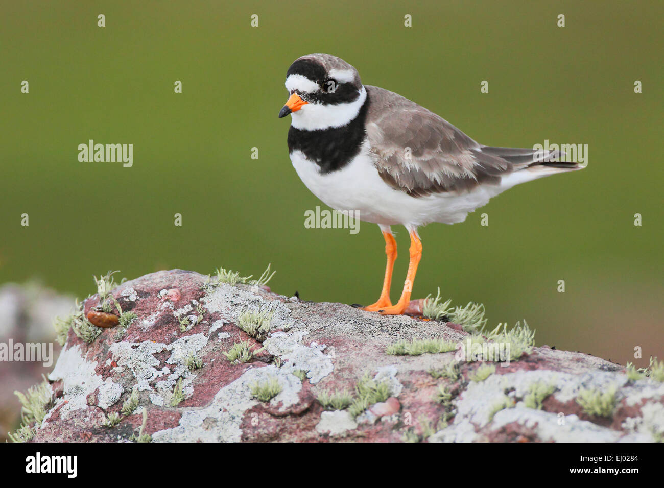 1, Charadrius hiaticula, Gran Bretagna, coste, uccelli costieri, mare, mare bird, ritratto, inanellati Plover, Scozia, pietra, pietre, ani Foto Stock