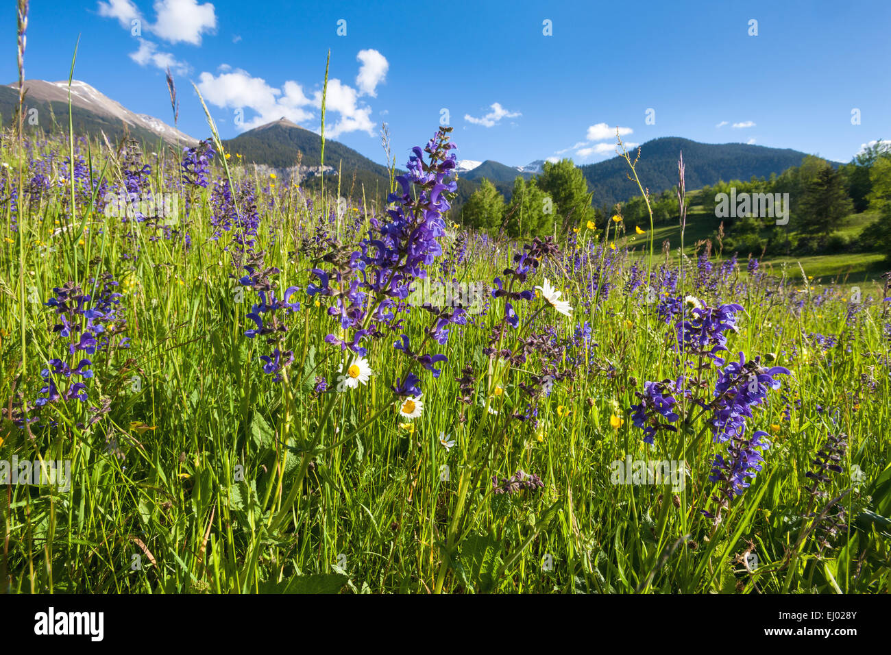 Alvaneu, Svizzera, Europa, del cantone dei Grigioni, Grigioni, Valle dell Albula, prati e pascoli di montagna, fiori di prato prato, salvia, m Foto Stock