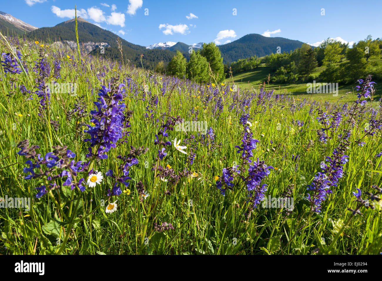 Alvaneu, Svizzera, Europa, del cantone dei Grigioni, Grigioni, Valle dell Albula, prati e pascoli di montagna, fiori di prato prato, salvia, m Foto Stock