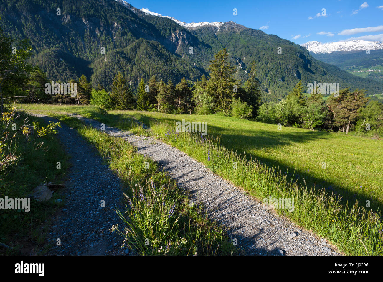 Alvaneu, Svizzera, Europa, del cantone dei Grigioni, Grigioni, Valle dell Albula, prati e pascoli di montagna, titolo Foto Stock