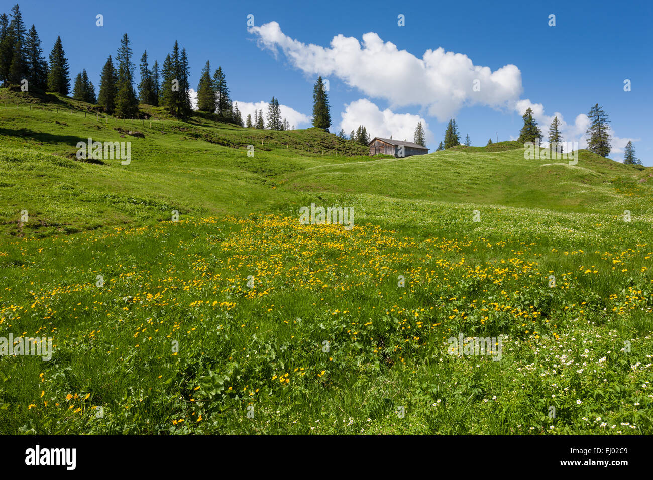 Bödmeren, Svizzera, Europa, Canton Svitto, prati e pascoli di montagna, fiori di prato, stabile, cloud Foto Stock