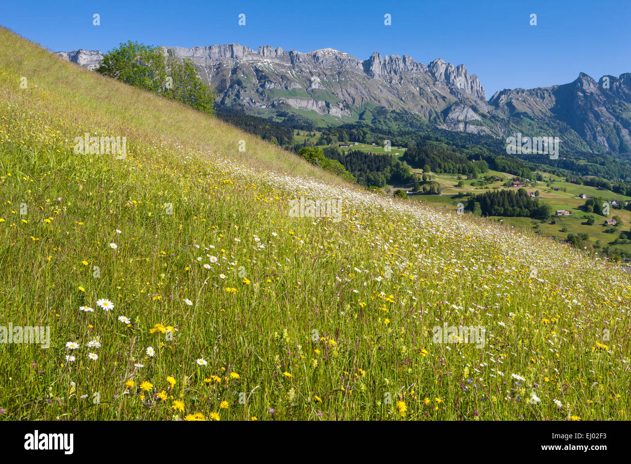Grabserberg, afferra la montagna, Svizzera, Europa, Canton San Gallo, Valle del Reno, prati e pascoli di montagna, fiori prato Foto Stock