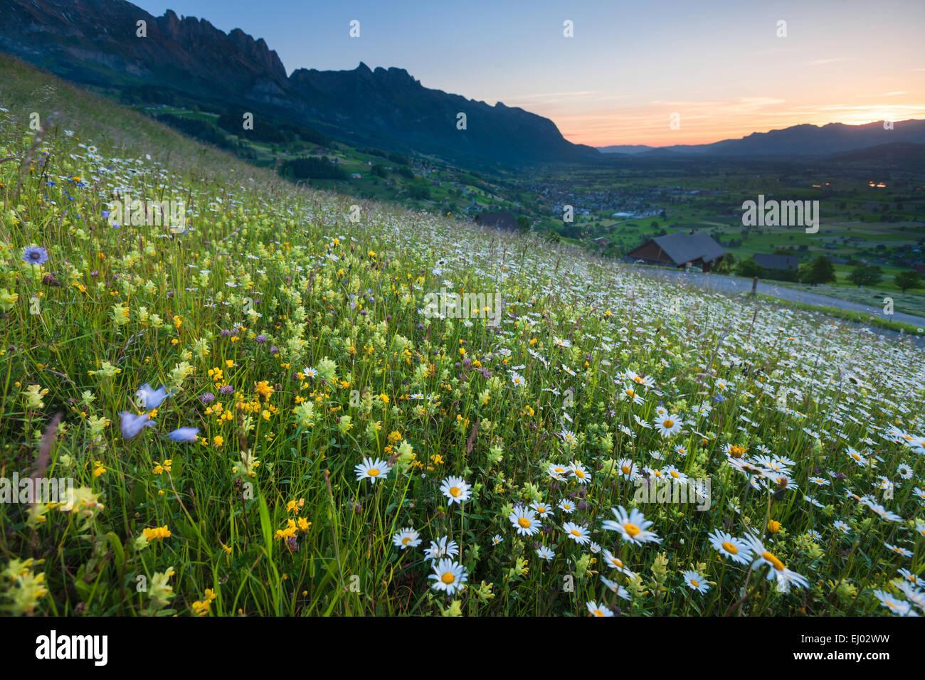 Grabserberg, afferra la montagna, Svizzera, Europa, Canton San Gallo, Valle del Reno, prati e pascoli di montagna, fiori prato, margu Foto Stock