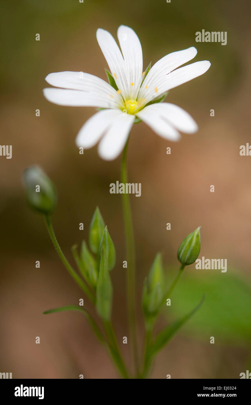 Maggiore Stitchwort fiori e boccioli in stretta con il sottofondo. Preso in un bosco inglese in primavera. Foto Stock