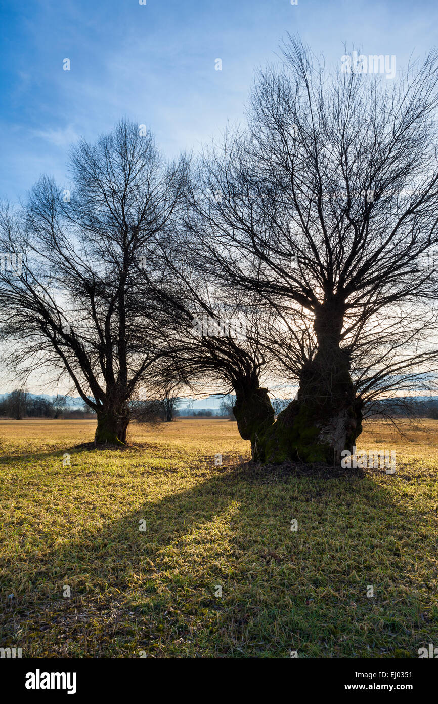 Maschwander Allmend, Svizzera, Europa, cantone di Zugo, pascoli, Willow, prato, pollard salici Foto Stock