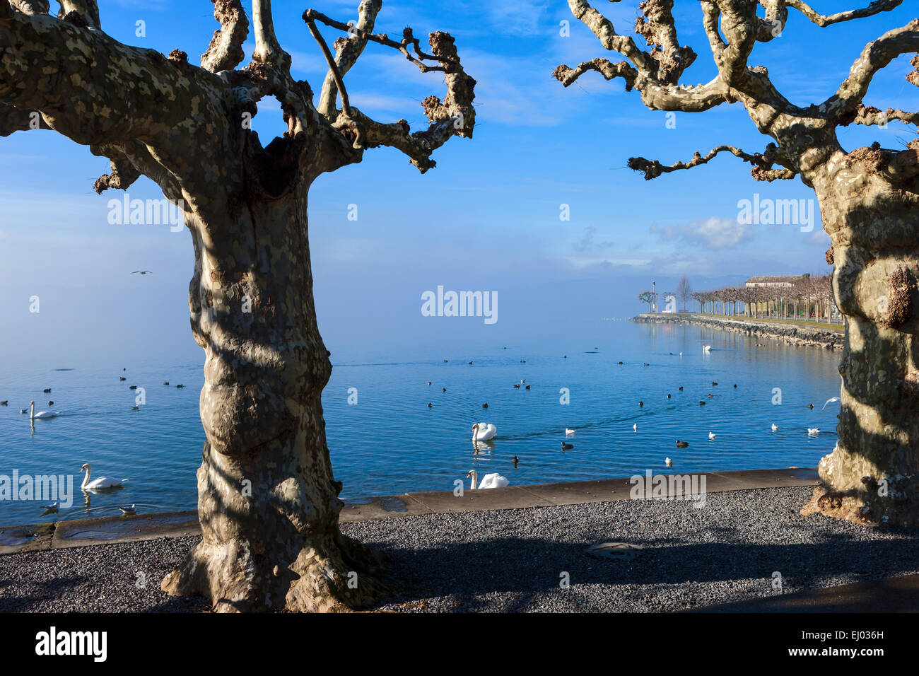 Rapperswil, Svizzera, Europa, Canton San Gallo, il lago di Zurigo, alberi, platani, uccelli, cigni Foto Stock