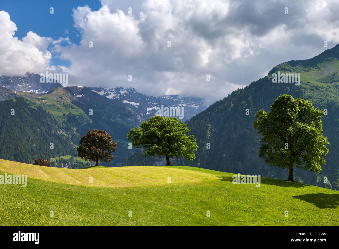 Valle di schachen, Svizzera, Europa, Canton Uri, alberi, pascolo, Willow, prato, Foto Stock
