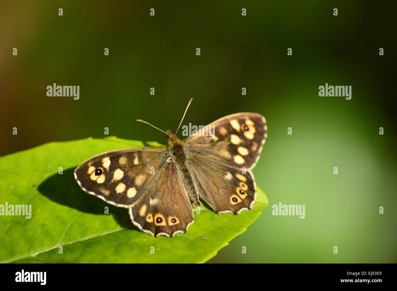 Chiazzato legno Butterfly - Pararge aegeria Foto Stock