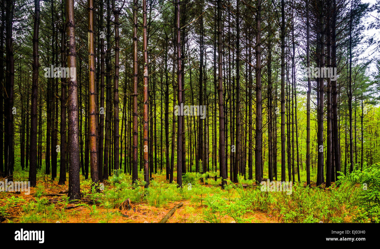 Pineta in Michaux la foresta di stato, Pennsylvania. Foto Stock