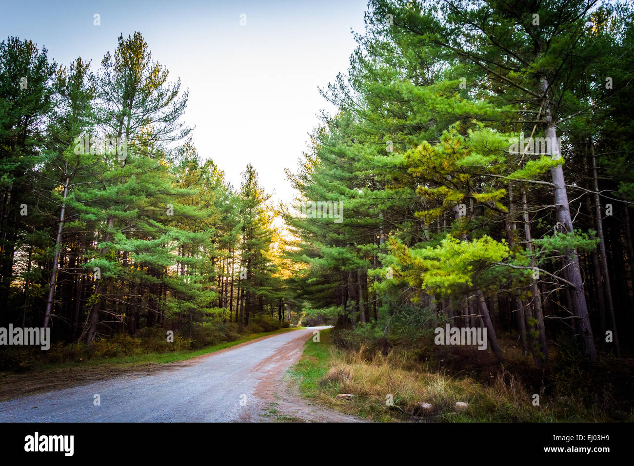 Alberi di pino lungo una strada sterrata in Michaux la foresta di stato, Pennsylvania. Foto Stock