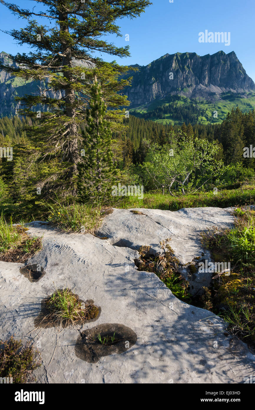 Foreste vergini, foresta, Bödmeren, Bödmerenwald, Svizzera, Europa, Canton Svitto, legno, foresta, alberi, abeti rossi, rocce, scogliere, Foto Stock