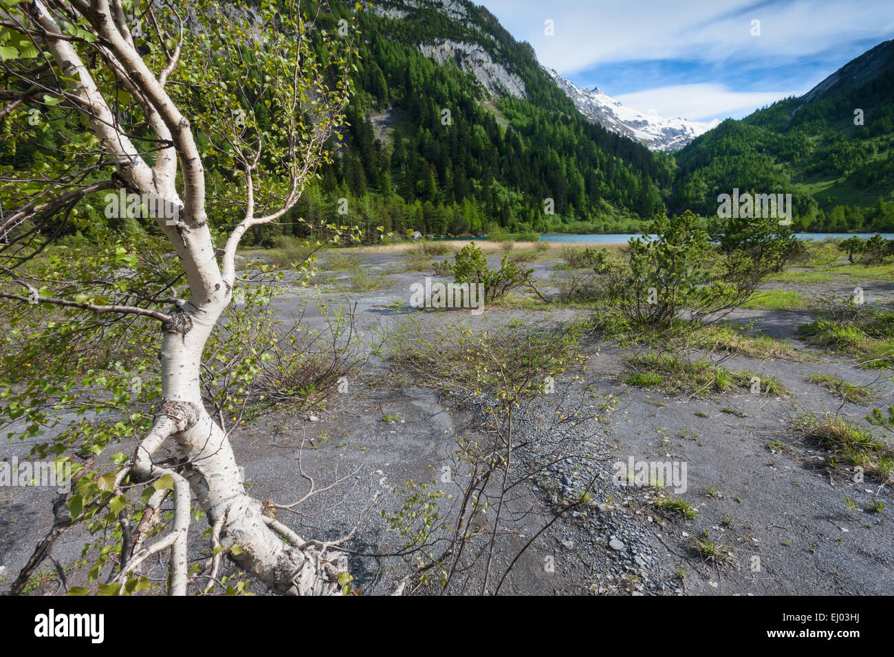 Foreste vergini, foresta di Derborence, Svizzera, Europa, canton Vallese, lago di montagna, lago, albero, betulla Foto Stock