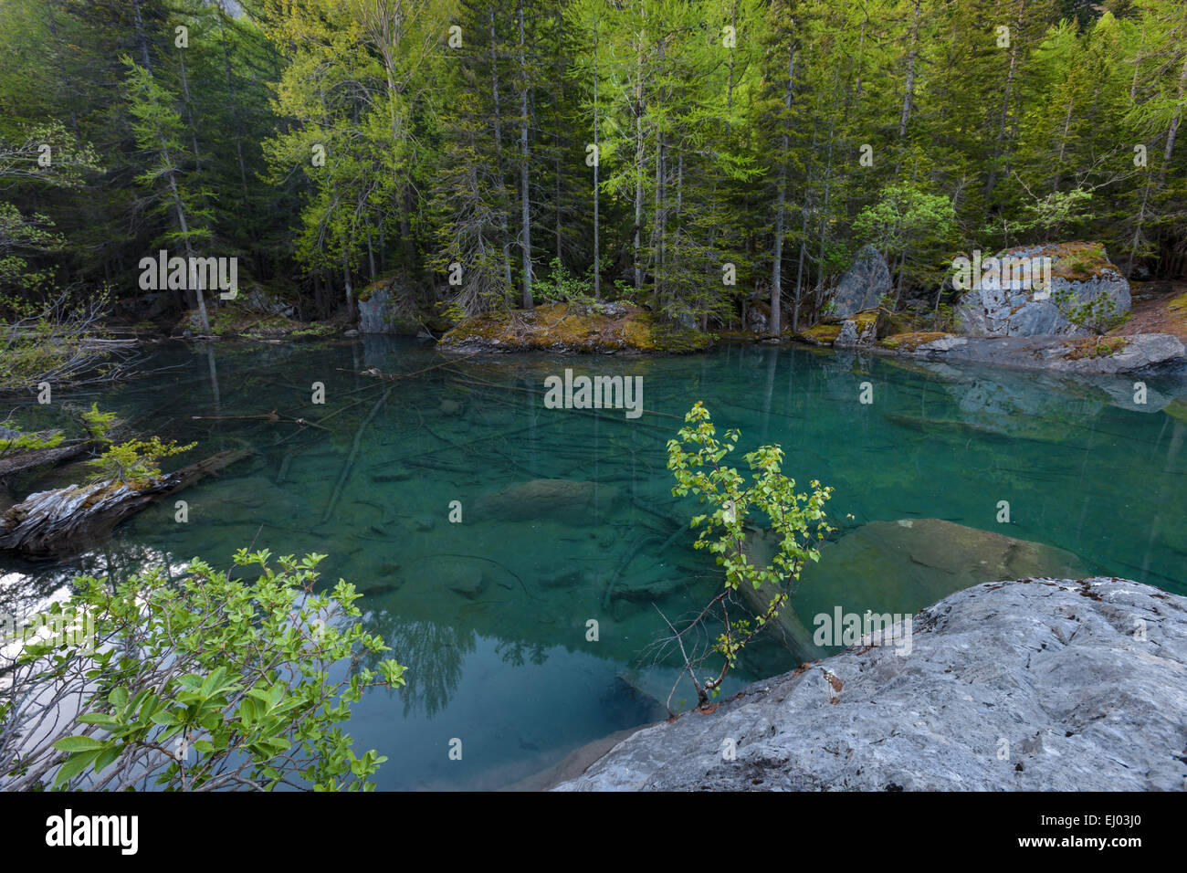 Foreste vergini, foresta di Derborence, Svizzera, Europa, canton Vallese, lago di montagna, lago, Foto Stock