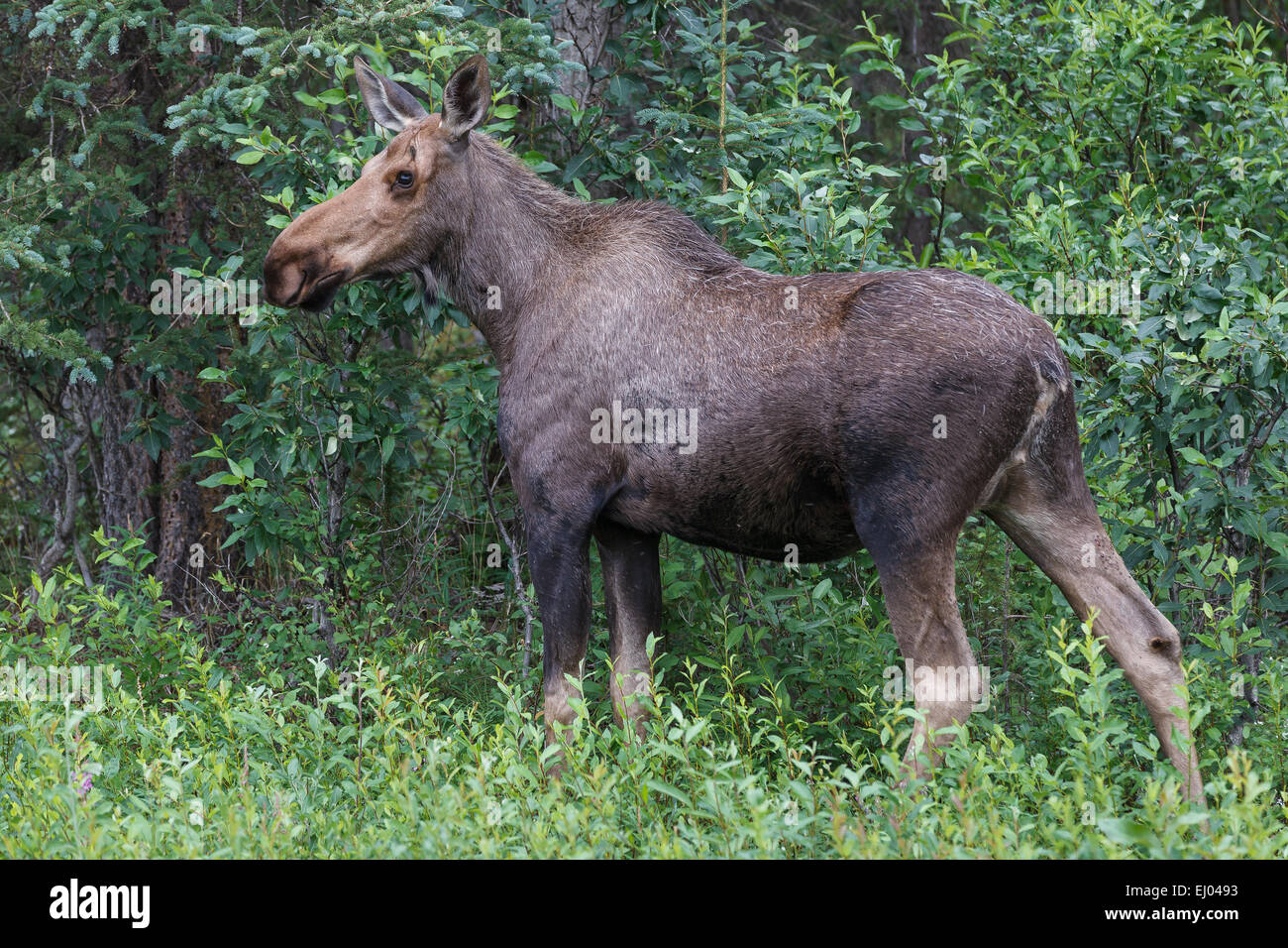 Moose dal George Parks Highway, nella Penisola di Kenai, Alaska, Stati Uniti d'America. Foto Stock