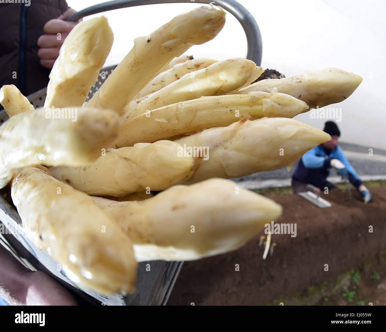 Asparagi, visto attraverso una lente fish-eye, viene tagliato in una polytunnel presso la Gehrer asparagi in fattoria Durmersheim, Germania, 19 marzo 2015. Con il politene la costruzione del tunnel, che ottiene da senza riscaldamento, gli asparagi possono essere raccolte in precedenza rispetto ai tradizionali metodi di coltivazione. Foto: ULI DECK/dpa Foto Stock