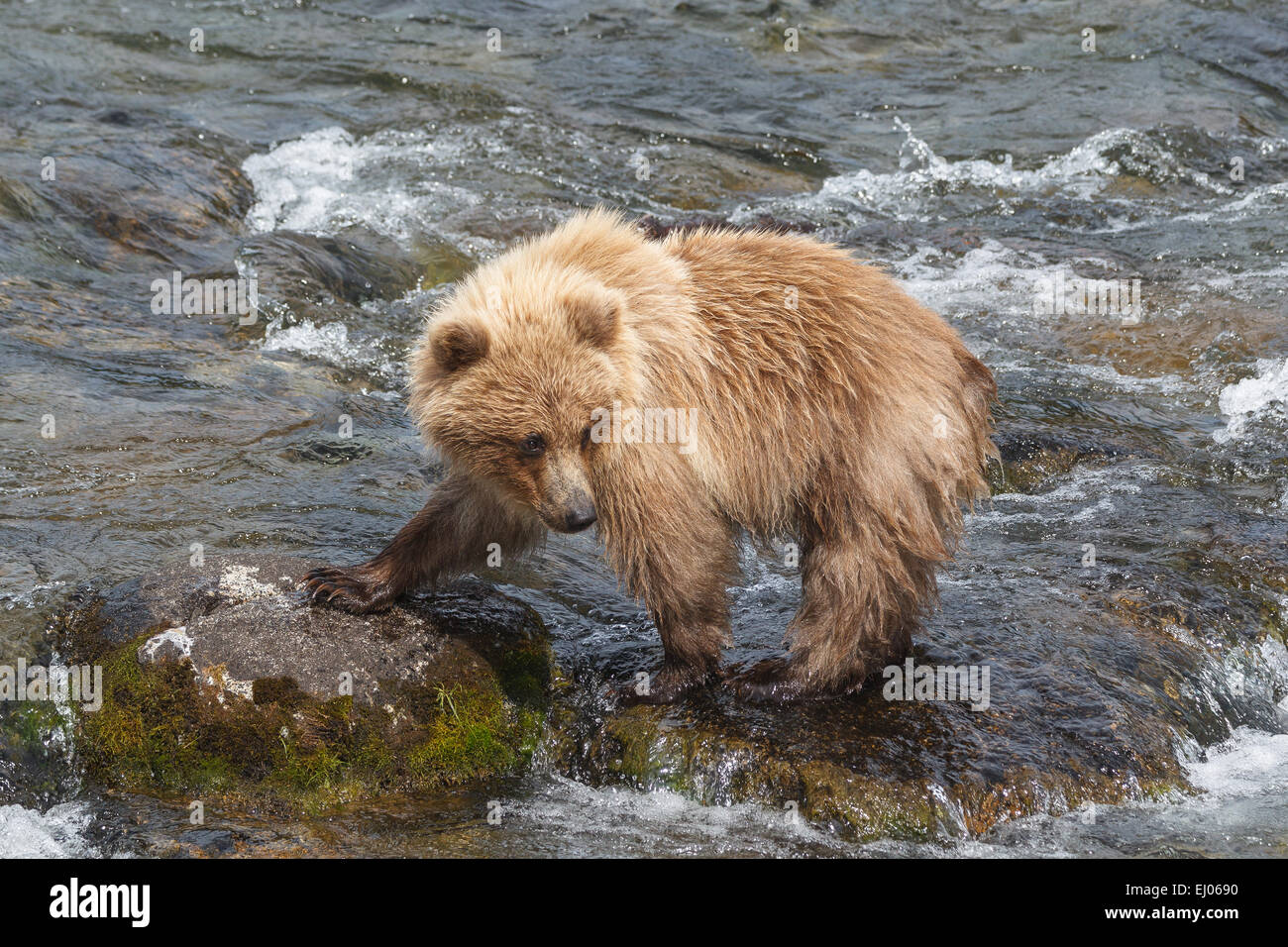 Un giovane orso bruno cercando per il salmone al fiume Brooks, Katmai National Park, Alaska, Stati Uniti d'America. Foto Stock