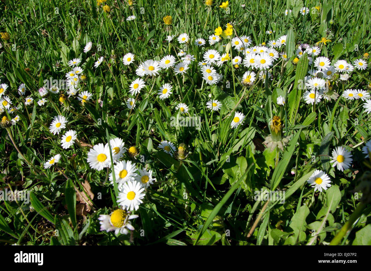 La Svizzera, Europa, Basilea-Campagna, Giura, fiore a prato pascolo secco, Marguerite, Leucanthemum vulgare, erba Foto Stock