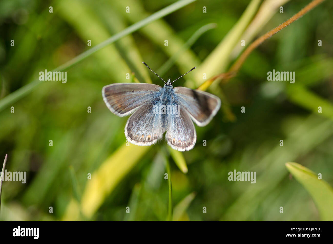 La Svizzera, Europa, Vallese, butterfly, comune blu, Polyommatus icarus Foto Stock