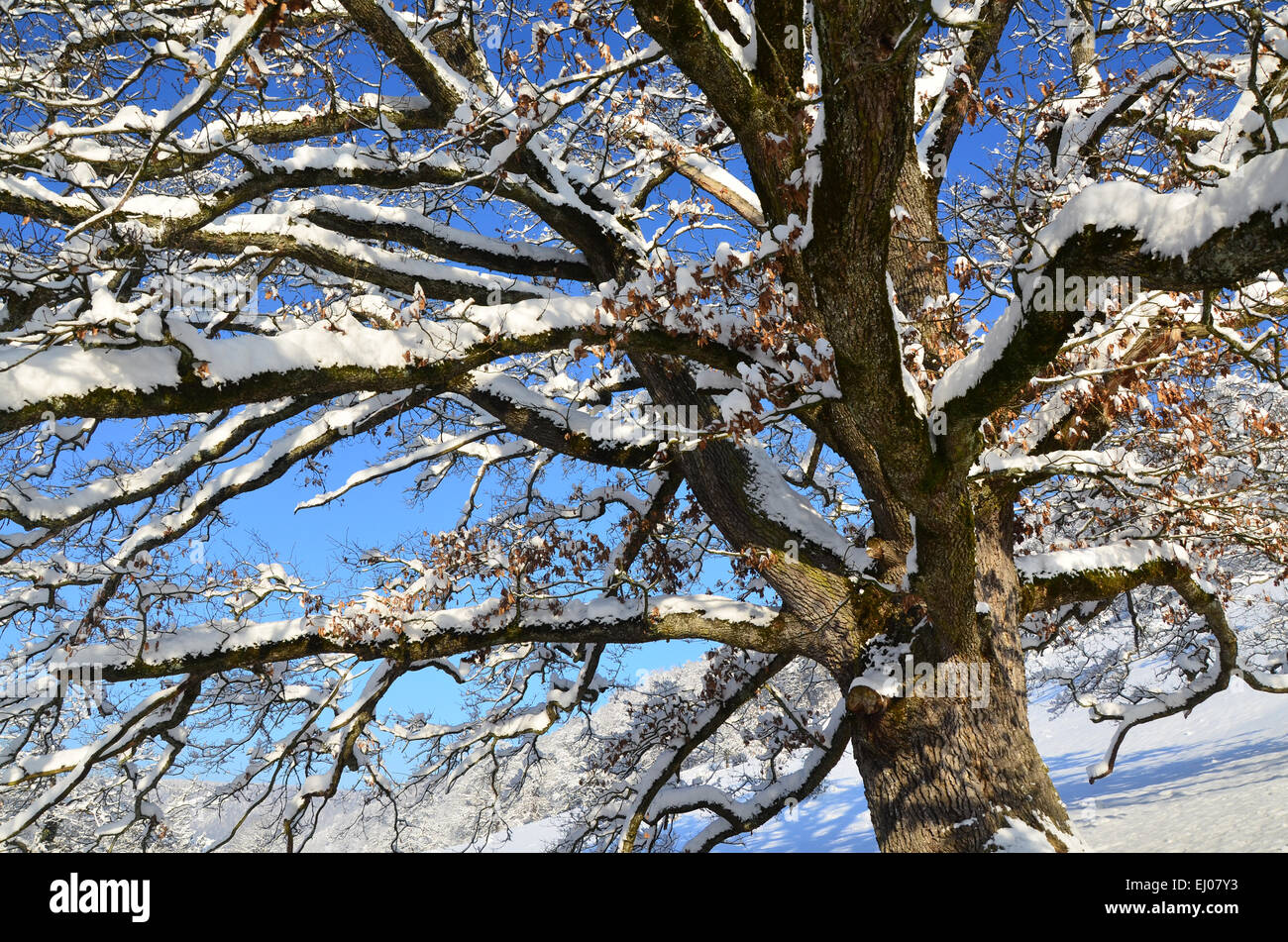 La Svizzera, Europa, Basilea-Campagna, Giura, blu, Nenzlingen, albero, rovere, campo albero, inverno, la neve Foto Stock