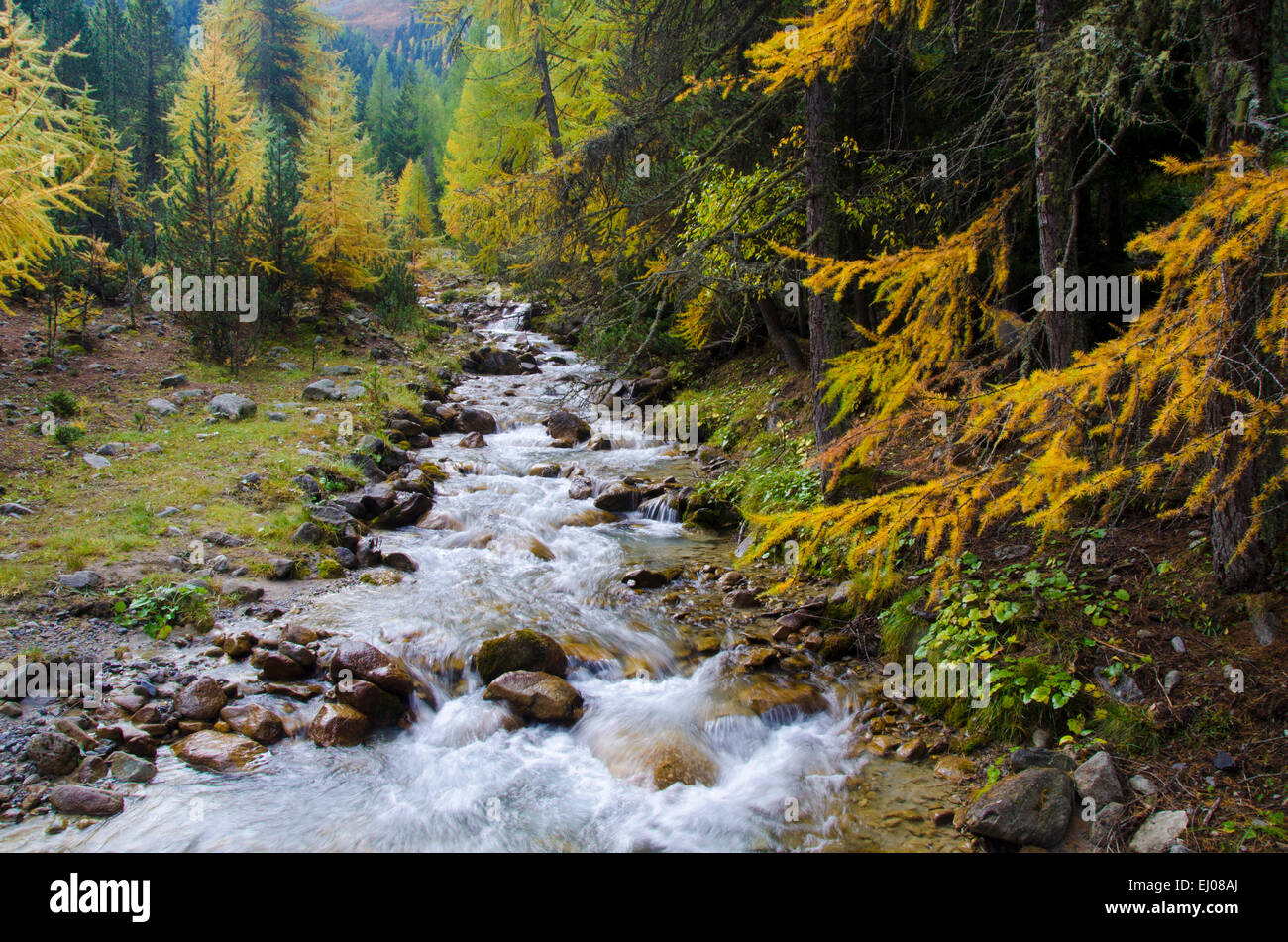 La Svizzera, Europa, Grigioni, Grigioni, Engadina bassa Engadina, S-charl, Scuol, creek, Brook, autunno, larice di conifere fores Foto Stock
