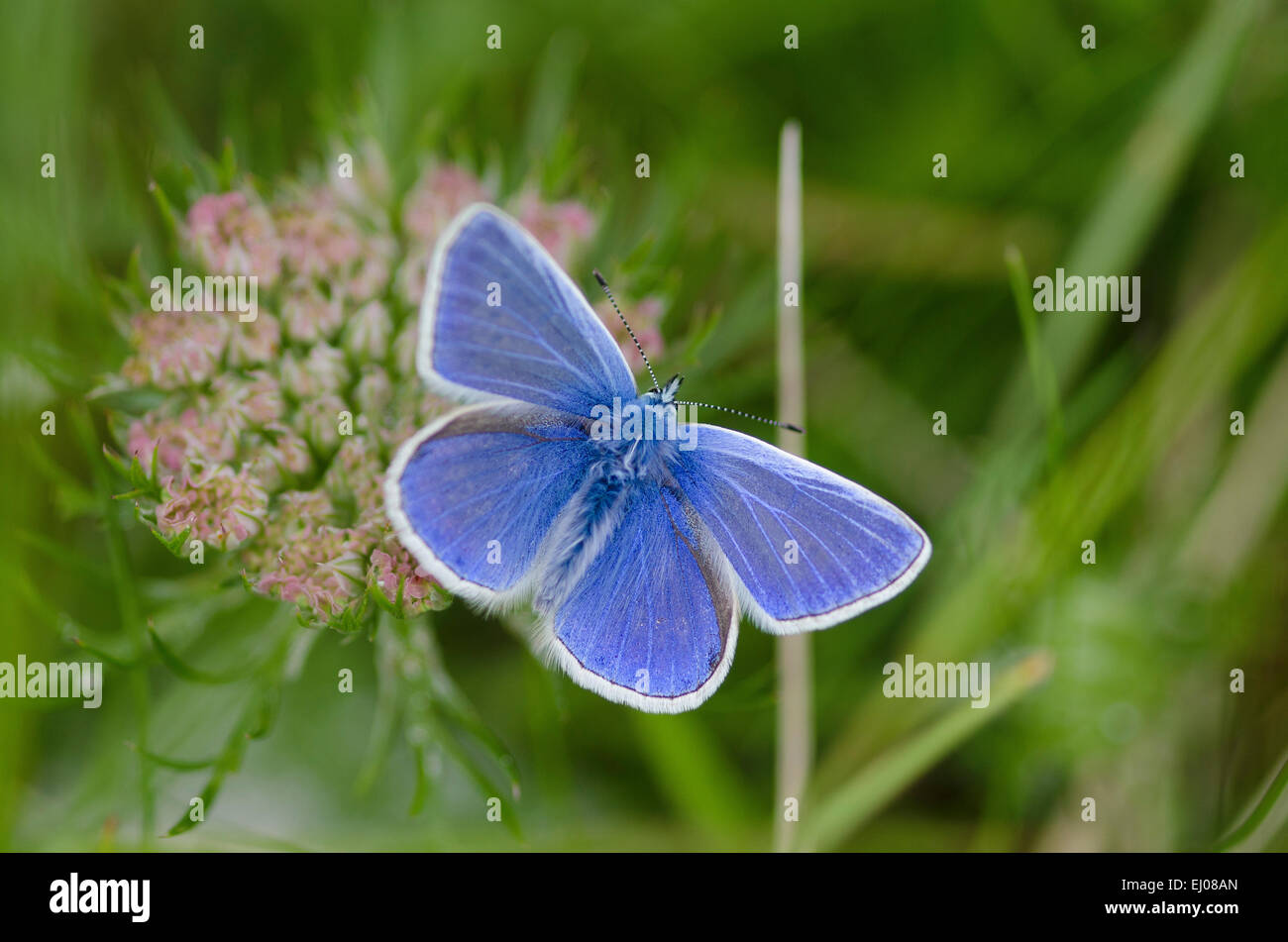 La Svizzera, Europa, Giura, butterfly, comune, blu Foto Stock