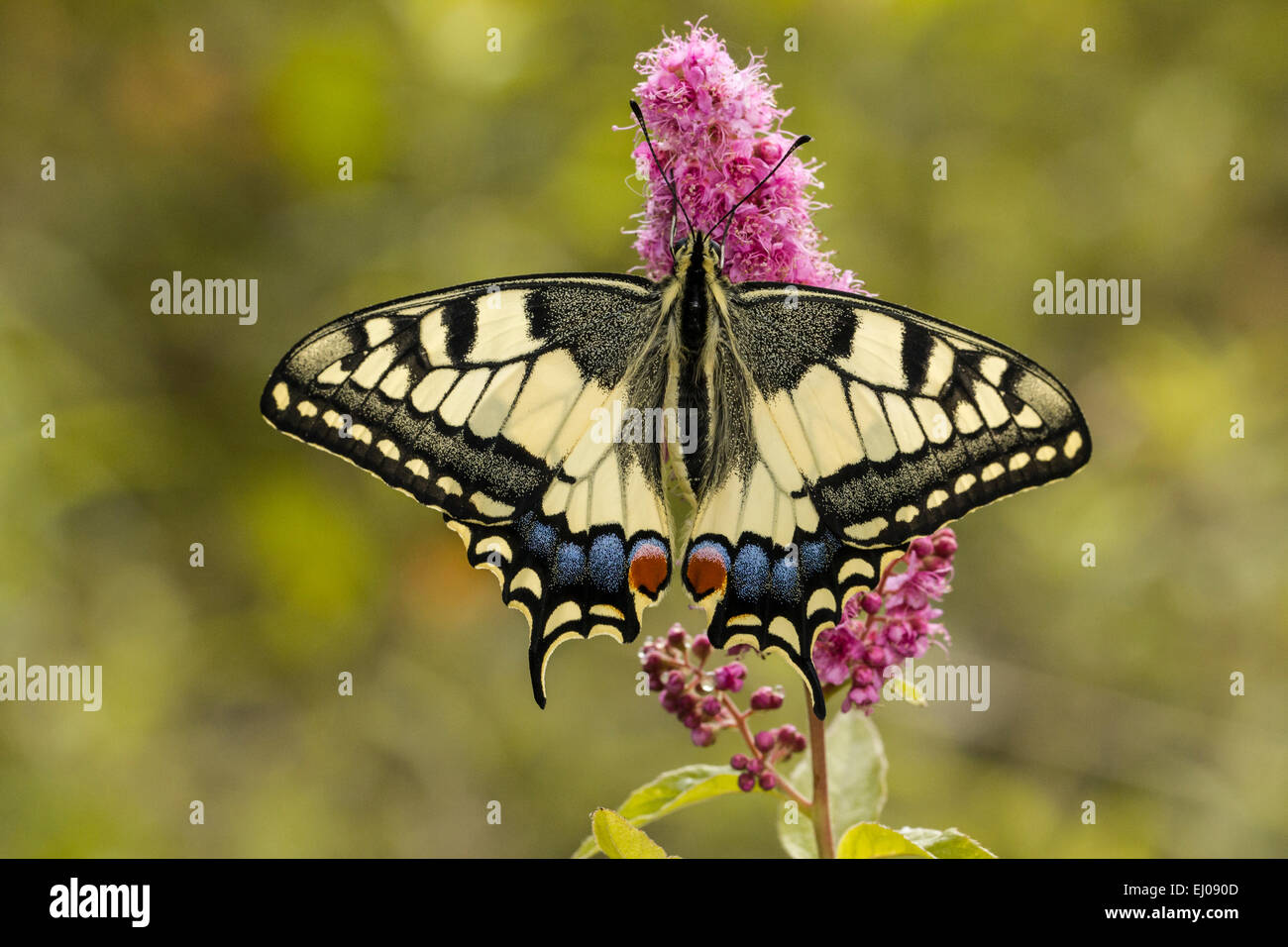 Animale, Butterfly, di insetti lepidotteri, del Vecchio Mondo a coda di rondine, Papilio machaon, Papilionidae, a coda di rondine, Svizzera, Natura Foto Stock