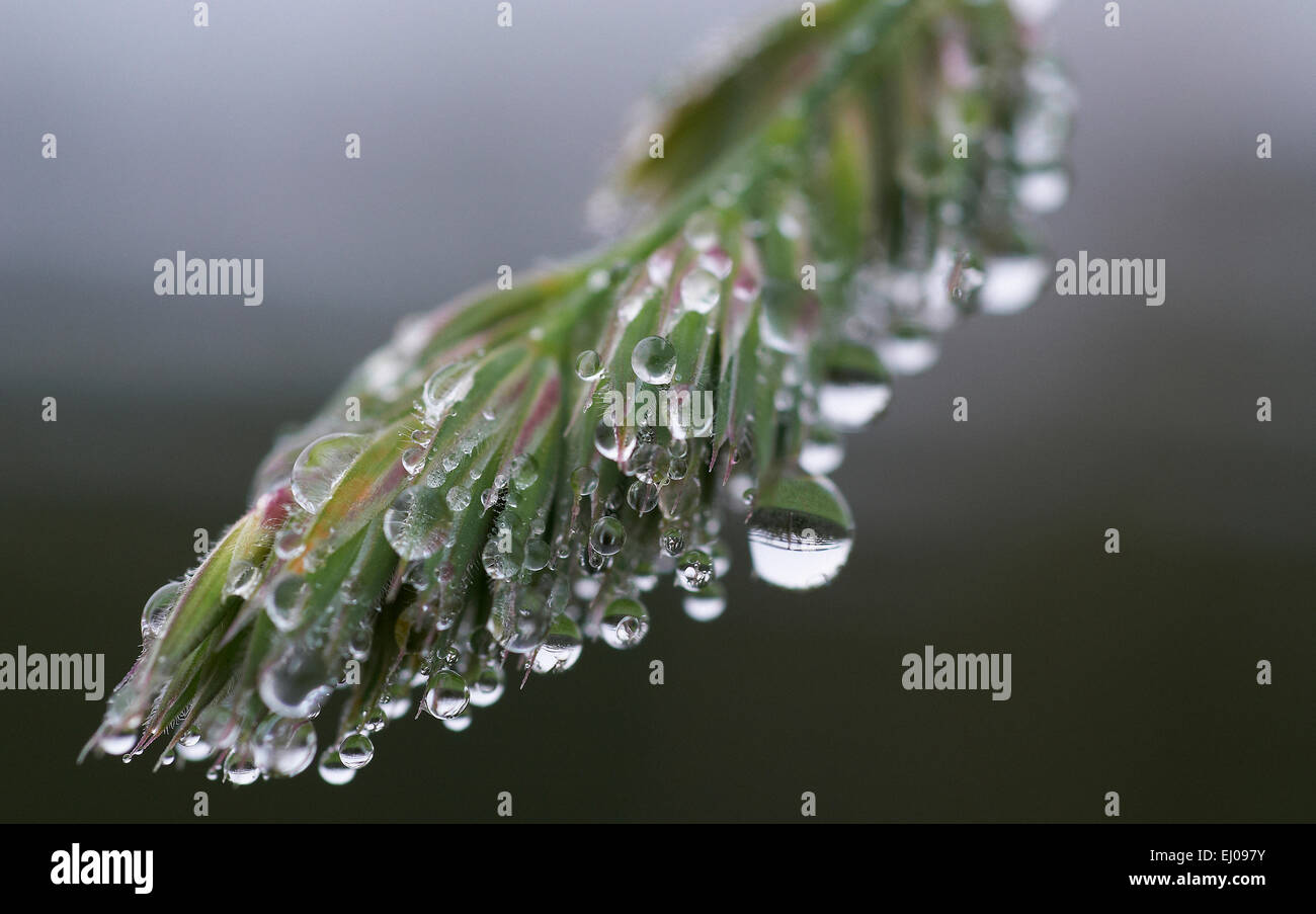 Acqua, rugiada, impianto, drop, foglie, natura, dewdrop, umidità, umidità Foto Stock