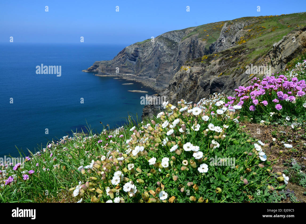 Il Galles, Gran Bretagna, costa, Pembrokeshire, parco nazionale, Pembrokeshire Coast Path, Atlantico, cardigan, cardigan Island, fiori Foto Stock
