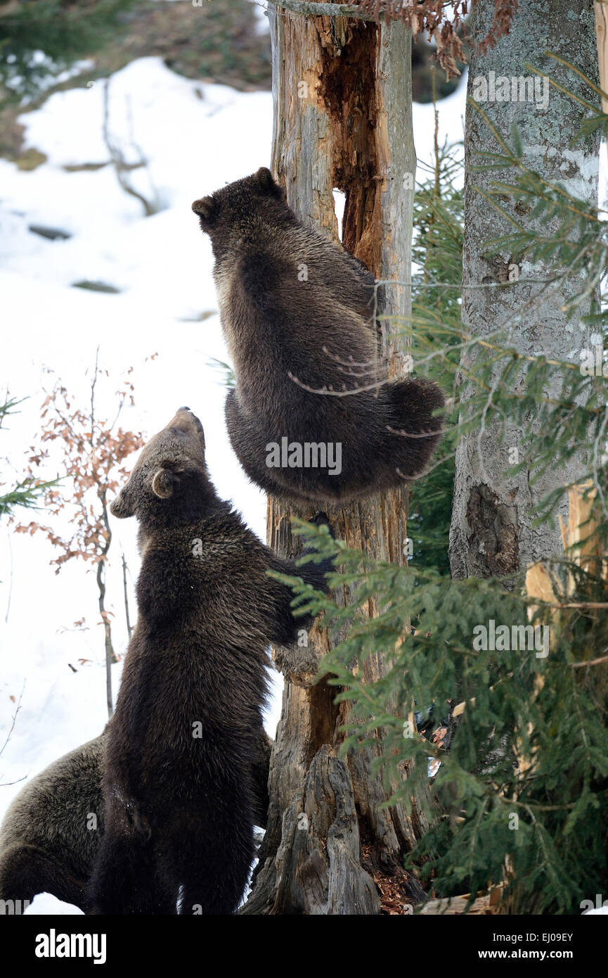 Orso bruno, animale, Germania, Europa, orso europea, europeo orsi bruni, predator, Ursus arctos, orso, orsi, orso bruno, predat Foto Stock