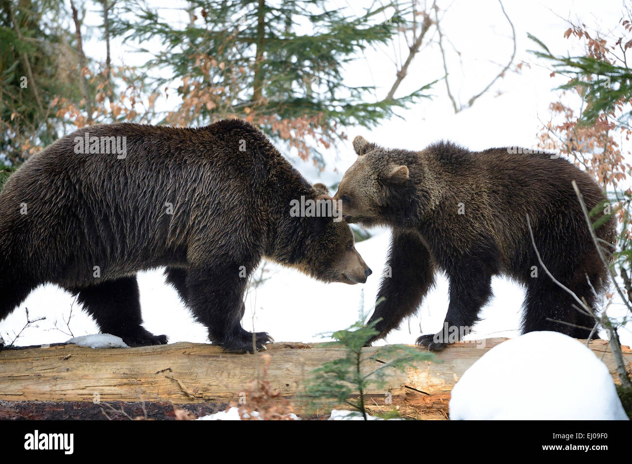 Orso bruno, animale, Germania, Europa, orso europea, europeo orsi bruni, predator, Ursus arctos, orso, orsi, orso bruno, predat Foto Stock