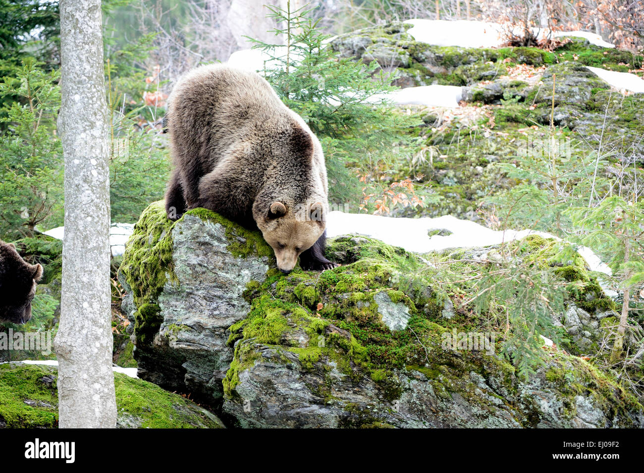 Orso bruno, animale, Germania, Europa, orso europea, europeo orsi bruni, predator, Ursus arctos, orso, orsi, orso bruno, predat Foto Stock