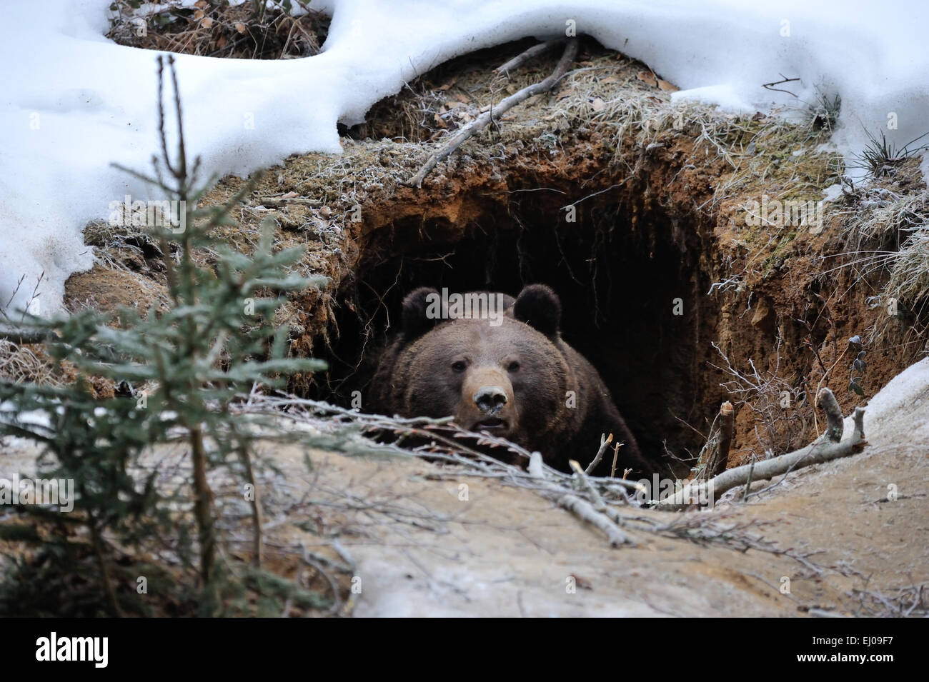 Orso bruno, animale, Germania, Europa, orso europea, europeo orsi bruni, predator, Ursus arctos, orso, orsi, orso bruno, predat Foto Stock