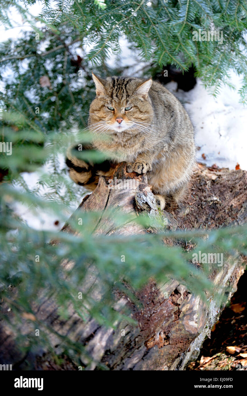 Wildcat, animale, Germania, Europa, gioco di predatori, predator, predatori, gatti piccoli, gatti,, gatti selvatici, Felis silvestris wildca Foto Stock