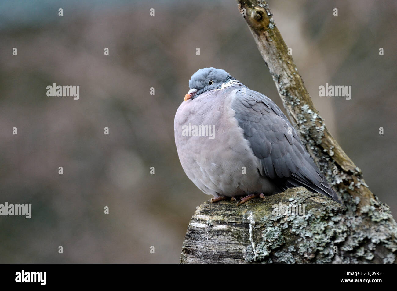 Ringlet pigeon Columba palumbus, piccione, piccioni, campo pigeon, campo piccioni, ringlet piccioni, uccelli, uccelli, inverno Foto Stock