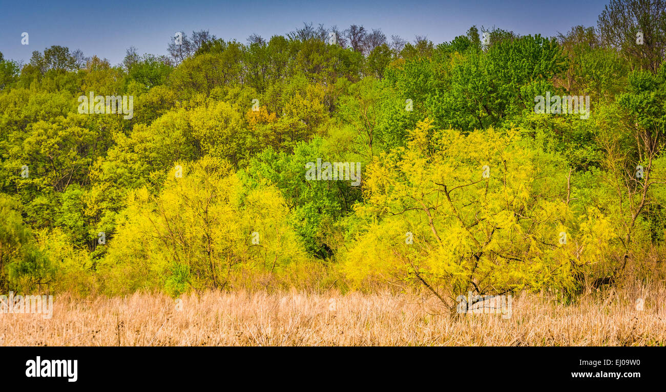 Colori di Primavera in Wildwood Park, Harrisburg, Pennsylvania. Foto Stock