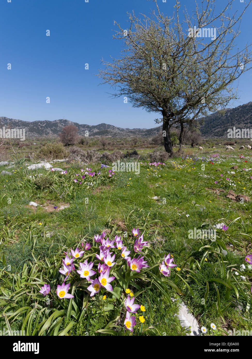 Baker's tulip, flora, Molla, molla flora, Grecia, Europa, altopiano, altopiano, Creta, paesaggio, paesaggio, Levka Ori, Tulipa bakeri Foto Stock