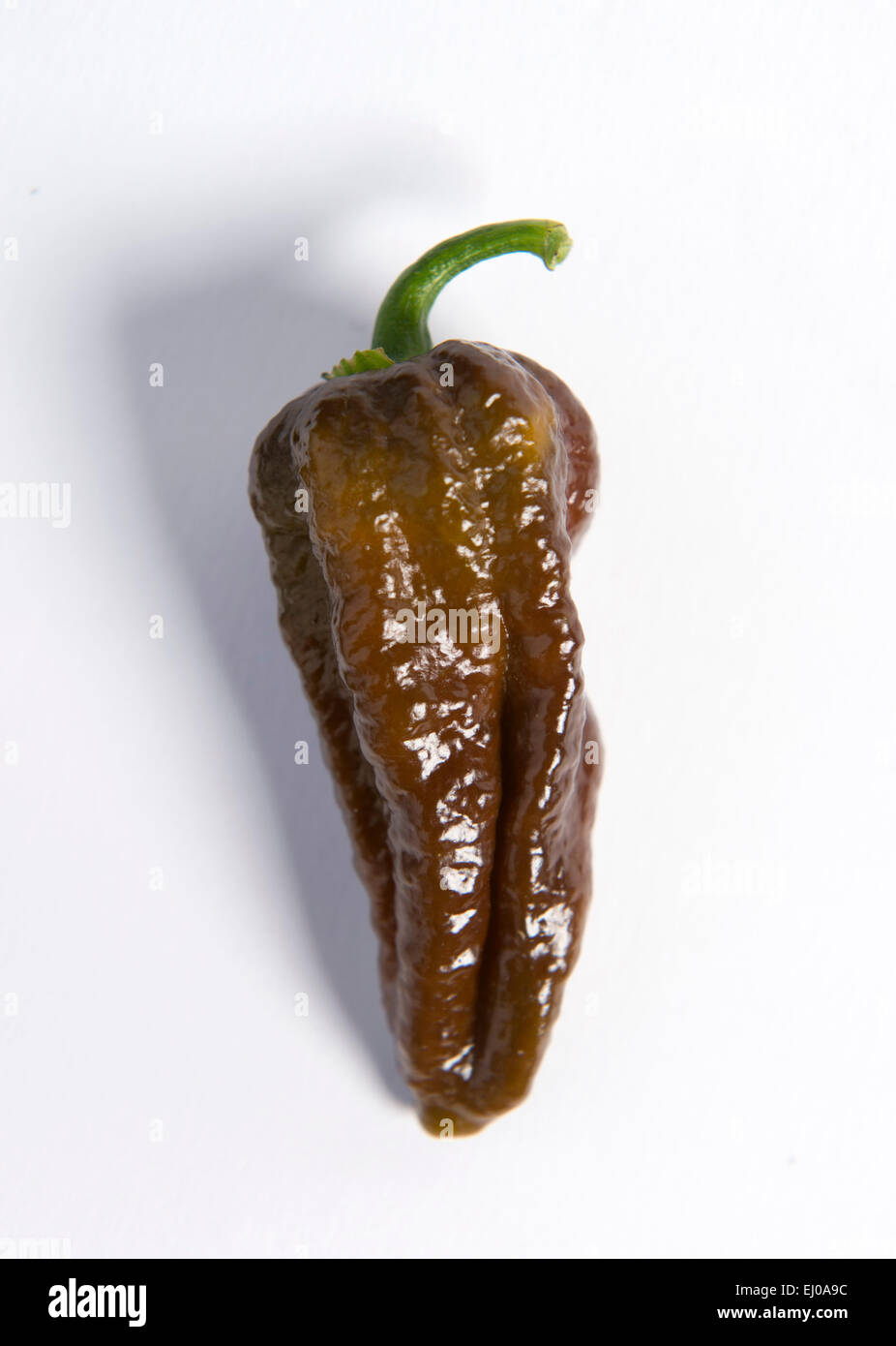 Re. Il Clifton Chili Club da Bristol incontro presso le assegnazioni Dovercourt - un cioccolato Hablokia. Foto Stock