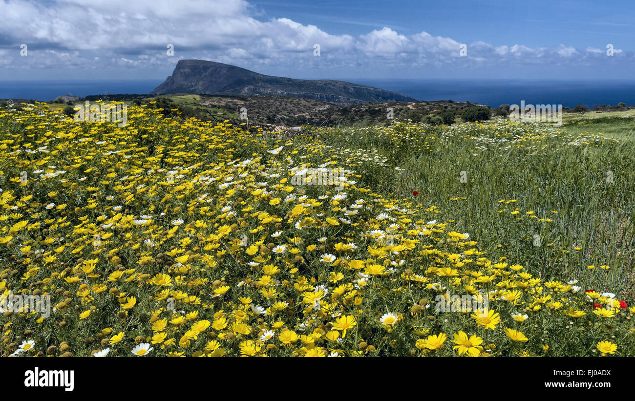 Mare di fiori, lo splendore dei fiori, fiori di prato, fiori mare, crisantemo, chrysanthemum coronarium, giallo Glebionis coronaria, Gr Foto Stock