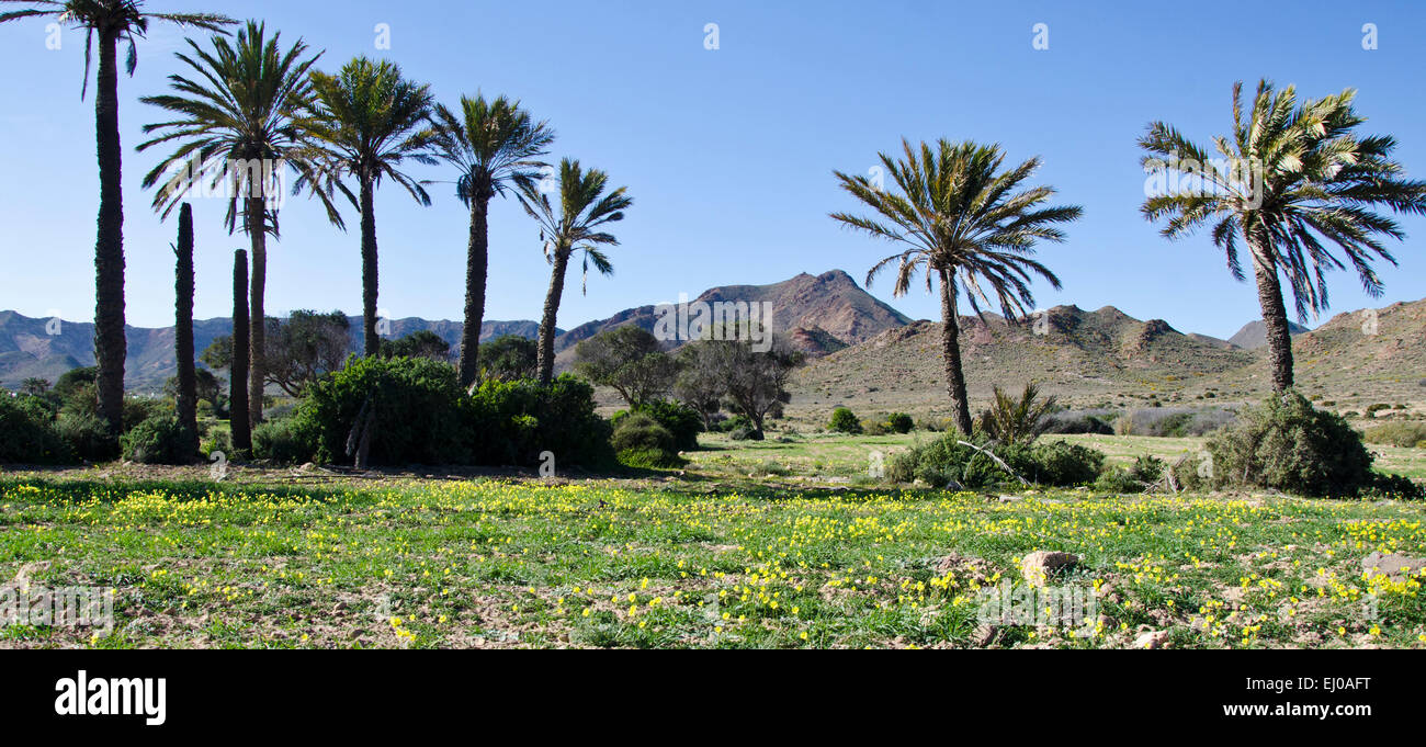 Spagna, Cabo de Gata, riserva naturale, Almeria Rodalquilar, palme, livello, pianura, montagne, fiori, molla Foto Stock