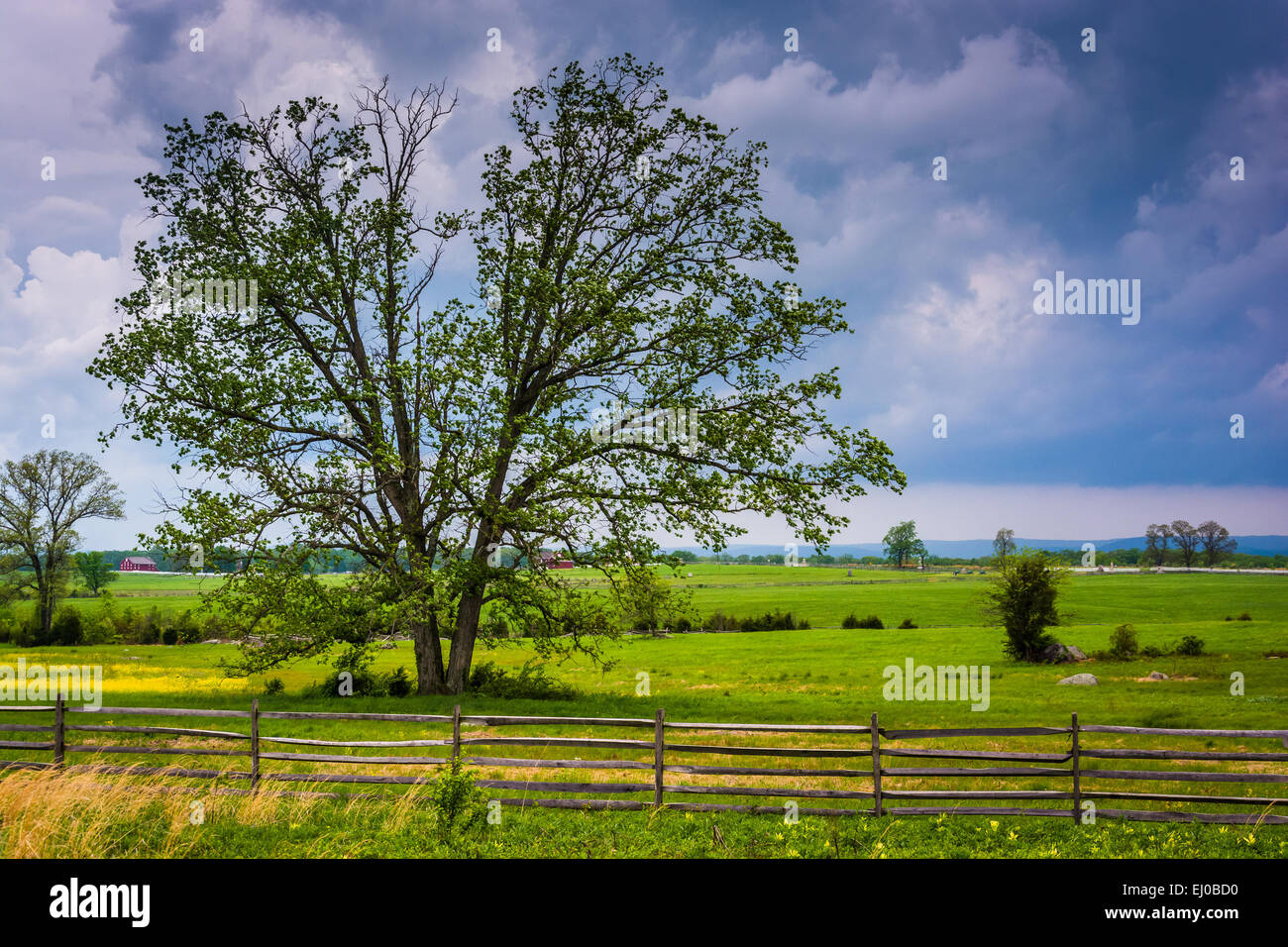 Nuvole temporalesche su un albero in un campo, Gettysburg, Pennsylvania. Foto Stock