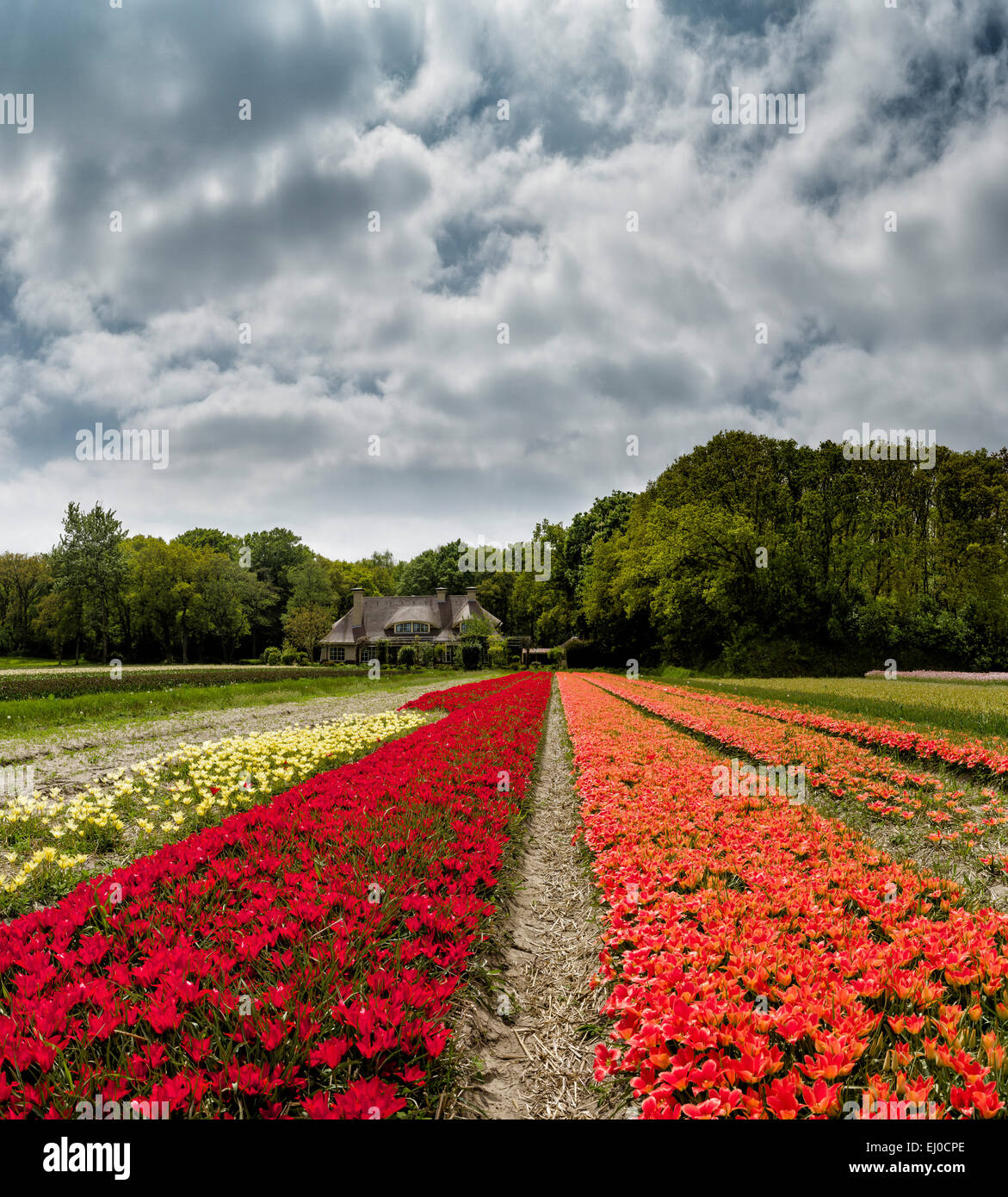 Lisse, Paesi Bassi, Olanda, Europa, paesaggio, fiori, molla, lampadina, campo di tulipani Foto Stock