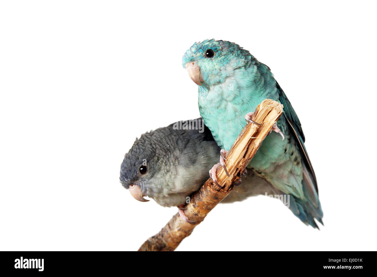 Lineolated parrocchetto giovane, blu e malva, sul ramo isolato Foto Stock