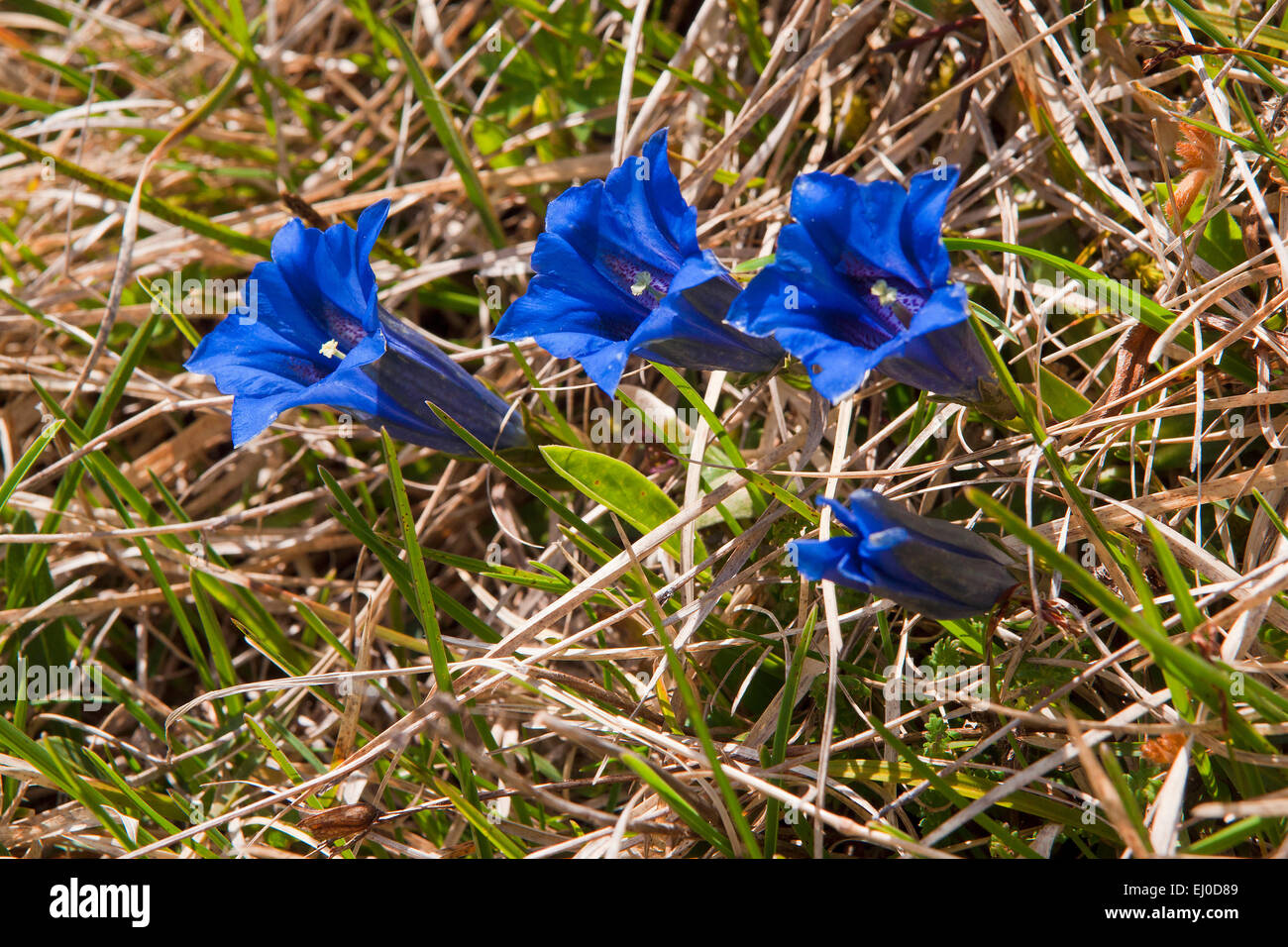 La Baviera, Europa, Germania, fiori, fiori di montagna, genziane, montagna, genziana Clusius genziana, Gentiana clusii, blu, coppa, alp, Foto Stock