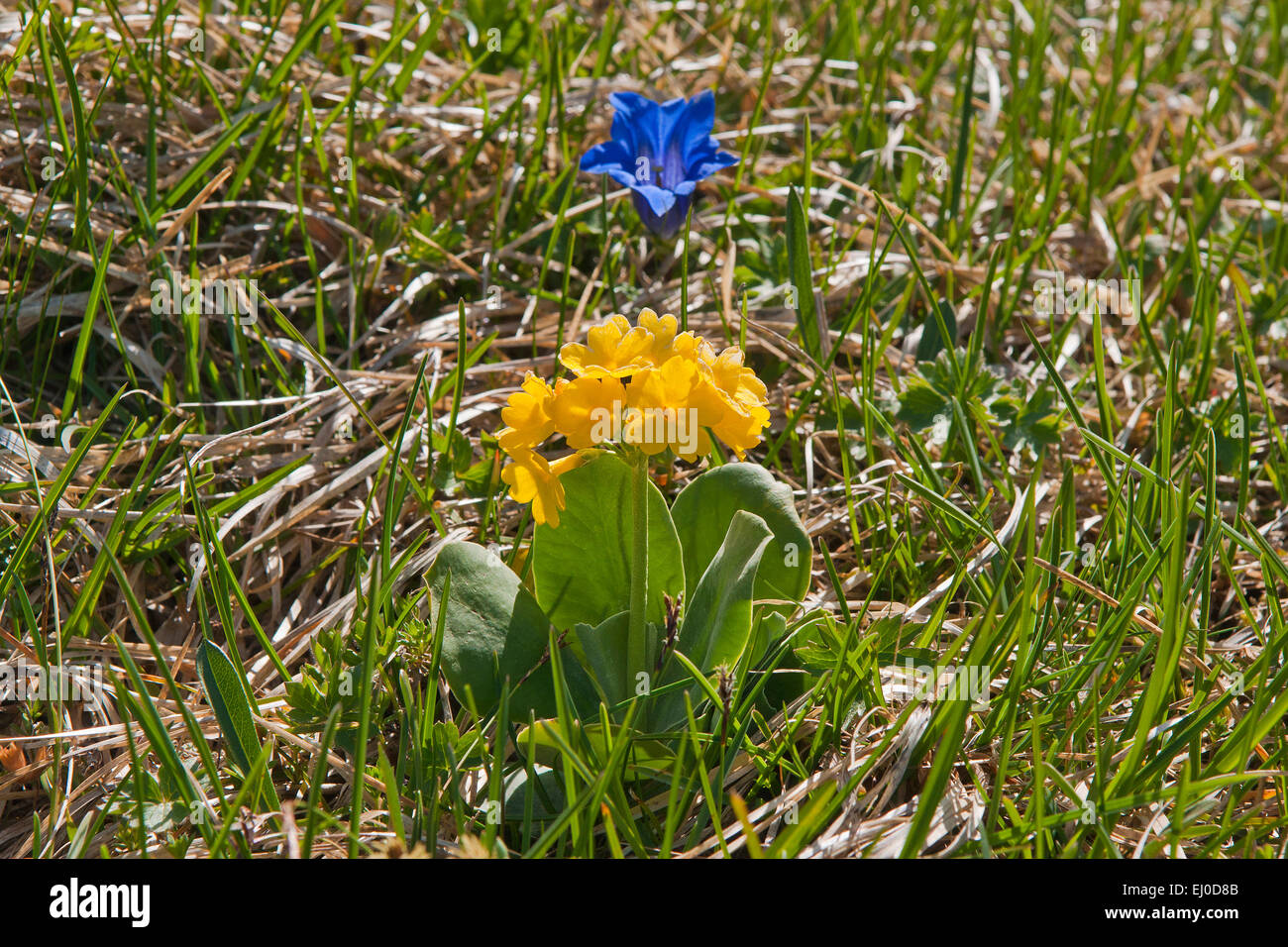 La Baviera, Europa, Germania, fiori, fiori di montagna, genziana, montagna, genziana Clusius genziana, Gentiana clusii, blu, coppa, alp, m Foto Stock