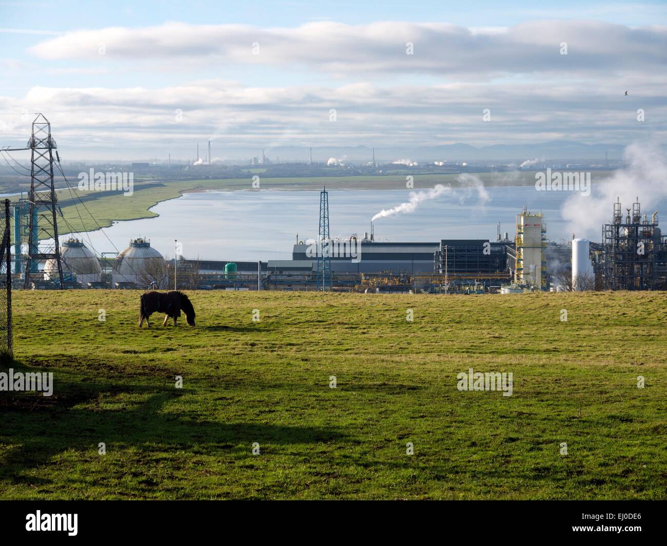 Cavallo al pascolo in un campo nella parte anteriore di un impianto chimico, con un fiume in background. Foto Stock