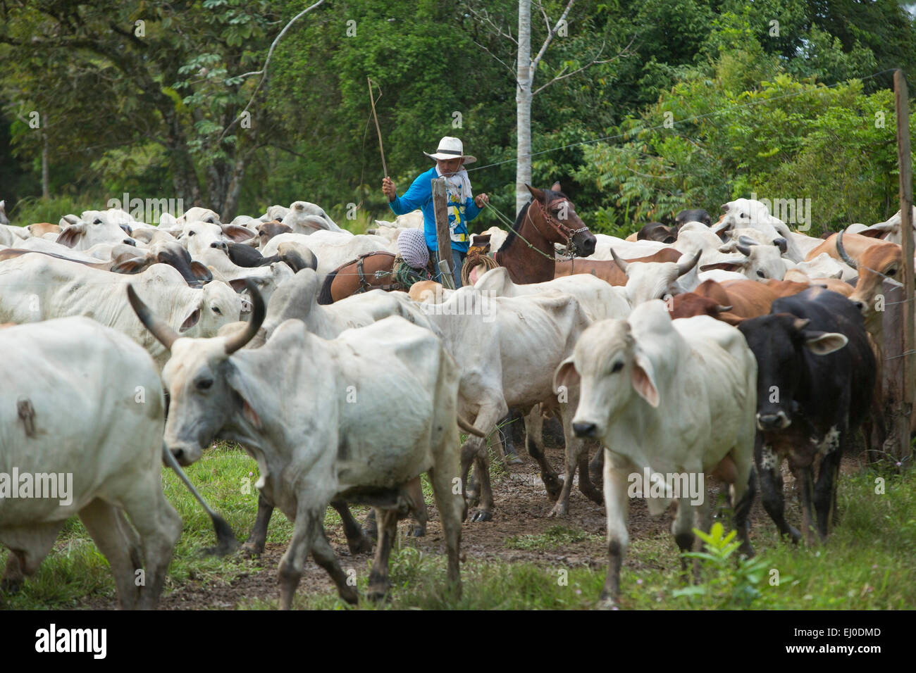 Sud America, America Latina, Colombia, allevamento di bestiame bovini, gauchos, Foto Stock