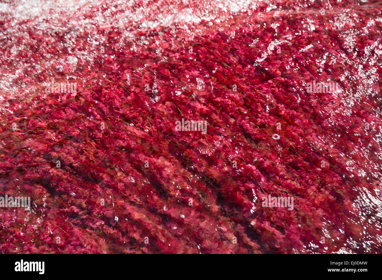 Fiume, flusso, Brook, corpo di acqua, natura, acqua, Sud America, America Latina, Colombia, rosso, colorata, canyon, Cano Cristales, Foto Stock