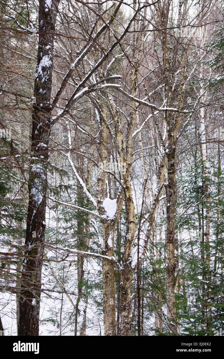 Spessore della foresta boreale e alti alberi durante l'inverno, Northern Quebec, Canada Foto Stock